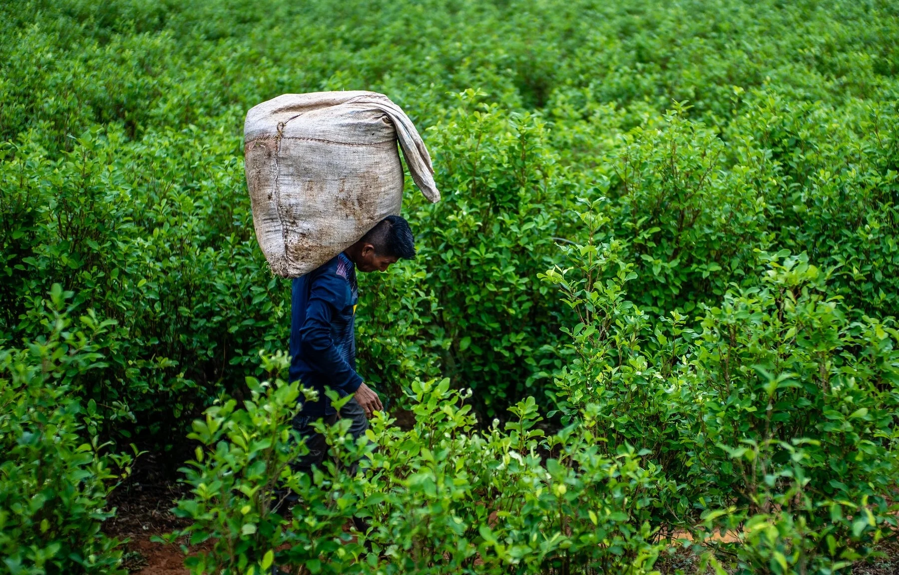 Champs de coca en Amérique du Sud